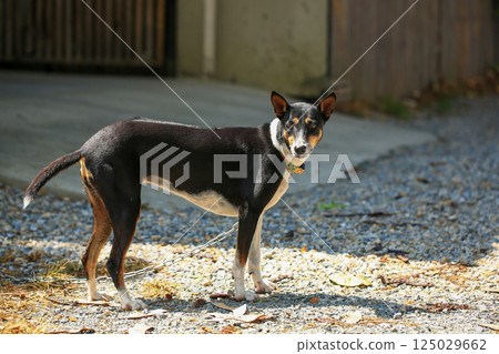 Native dog is walking on countryside road in Thailand. Native dog is walking on countryside road in Thailand. 125029662