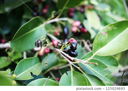 Fresh Arabica coffee berries with fresh seed coffee tree growth in green organic farm agriculture 125029693