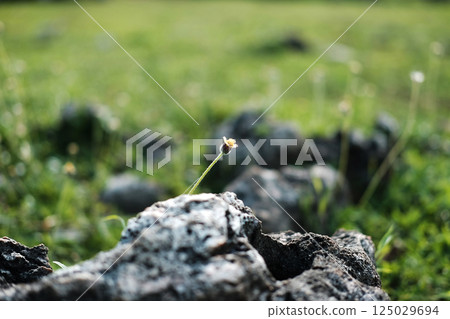 Blooming grass flower growing in green field in natural sunny and sunlight 125029694
