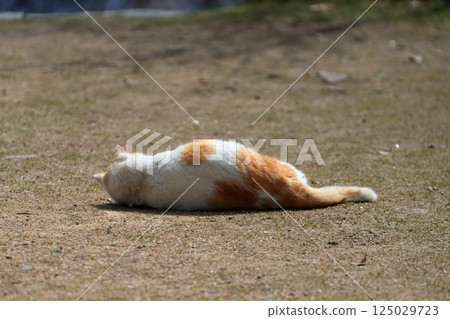 Lying cat image 125029723
