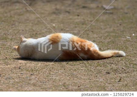 Lying cat image 125029724