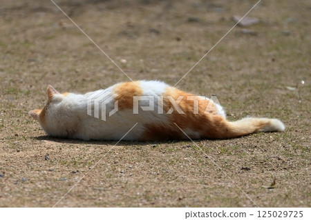 Lying cat image 125029725