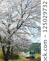 長良川鐵道櫻花 125029732