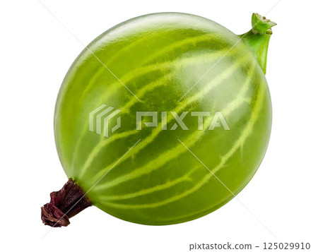 Studio shot of a single, ripe gooseberry.  Vibrant green, detailed texture, perfect for food blogs, recipe websites, or healthy eating campaigns.  High-resolution image ideal for print or digital use. 125029910
