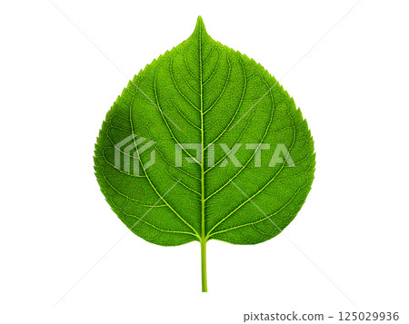 Vibrant green leaf with detailed veins, isolated on white. Perfect for nature, ecology, botany, and health themes.  Ideal for websites, brochures, or print designs needing a fresh, clean aesthetic. 125029936