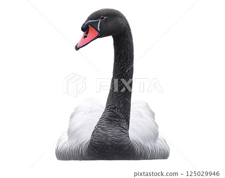 Elegant black swan gracefully swimming in tranquil water, framed by softfocus pink blossoms. Serene, misty atmosphere. Perfect for nature, wildlife, serenity, and spring themes. 125029946