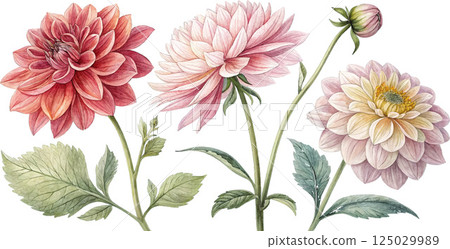 Watercolor Dahlias 125029989
