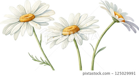 Three White Daisies Three White Daisies 125029991
