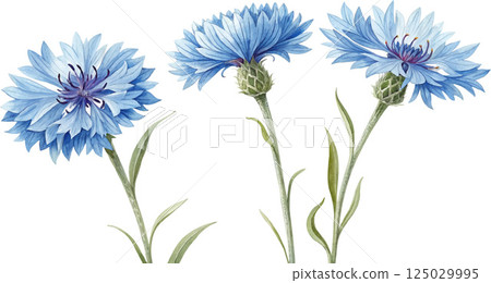 Three Watercolor Cornflowers Three Watercolor Cornflowers 125029995