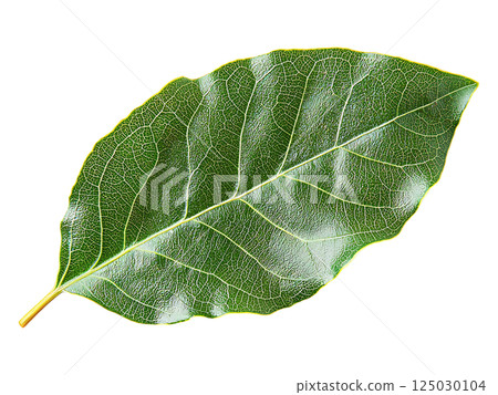 Vibrant green leaf with intricate vein detail, isolated on white. Perfect for nature, ecology, or botanical themes. Represents growth, freshness, and natural beauty. Vibrant green leaf with intricate vein detail, isolated on white. Perfect for nature, ecology, or botanical themes. Represents growth, freshness, and natural beauty. 125030104