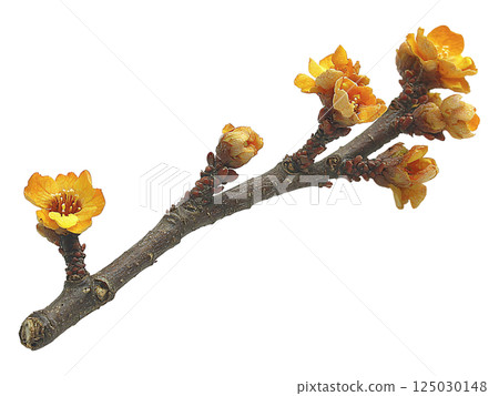 Delicate branch with vibrant yellow blossoms on a pristine white background.  A symbol of spring, renewal, and new beginnings, perfect for greeting cards, websites, or naturethemed projects. 125030148