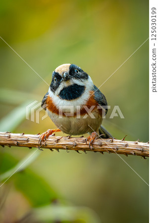 Curious Black-throated Bushtit Perched on Thorny Branch in Natural Forest Curious Black-throated Bushtit Perched on Thorny Branch in Natural Forest 125030199