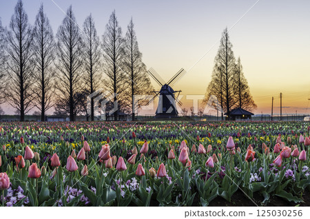 Tulips and windmills at Akebonoyama Agricultural Park in the morning sun 125030256