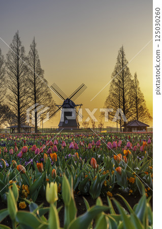 Tulips and windmills at Akebonoyama Agricultural Park in the morning sun 125030260