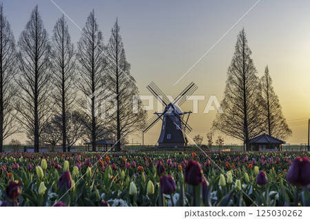Tulips and windmills at Akebonoyama Agricultural Park in the morning sun Tulips and windmills at Akebonoyama Agricultural Park in the morning sun 125030262