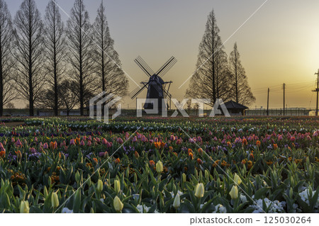Tulips and windmills at Akebonoyama Agricultural Park in the morning sun 125030264