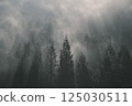 霧氣瀰漫的針葉林 125030511