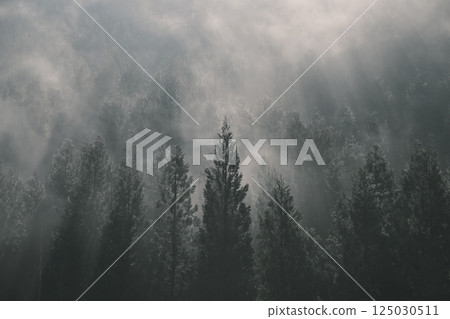 Misty coniferous forest Misty coniferous forest 125030511