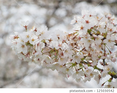 Cherry blossoms in full bloom Cherry blossoms in full bloom 125030542