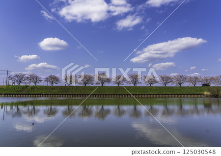 Cherry blossom trees reflected on the water and white clouds floating in the blue sky at Suigo Park in Gunma 125030548