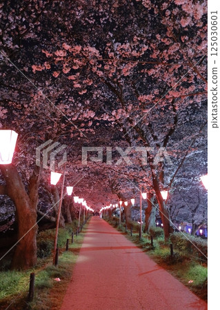 Sachiko Hakodendo Sakurabeki ~ Sakura Festival Sachiko Hakodendo Sakurabeki ~ Sakura Festival 125030601