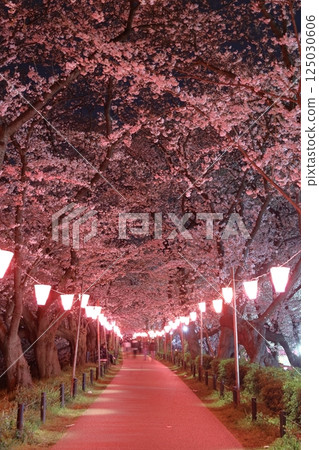 Sachiko Hakodendo Sakurabeki ~ Sakura Festival 125030606