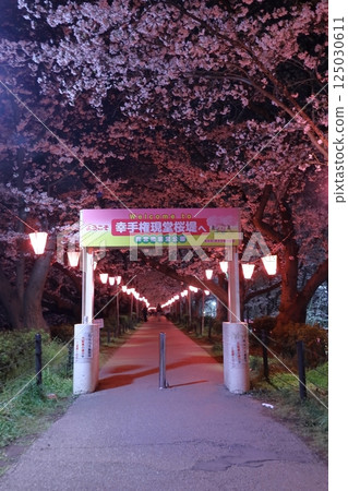 Sachiko Hakodendo Sakurabeki ~ Sakura Festival Sachiko Hakodendo Sakurabeki ~ Sakura Festival 125030611