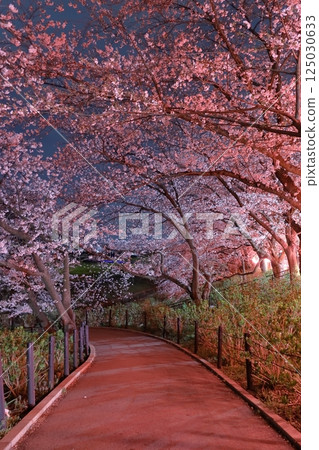 Sachiko Hakodendo Sakurabeki ~ Sakura Festival 125030633