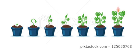Monstera Plant Growth Stages Infographic. From Seed to Bloom in Flat Design, Vector Illustration Monstera Plant Growth Stages Infographic. From Seed to Bloom in Flat Design, Vector Illustration 125030768
