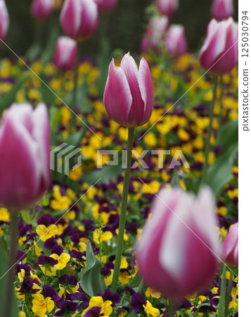 開花在春天花圃裡的桃紅色鬱金香 125030794