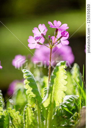 Beautiful pink Sakurasau flowers in the spring with transmitted light 1 Beautiful pink Sakurasau flowers in the spring with transmitted light 1 125030830