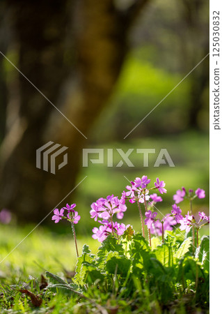 Beautiful pink Sakurasau flowers in the spring with transmitted light 3 Beautiful pink Sakurasau flowers in the spring with transmitted light 3 125030832