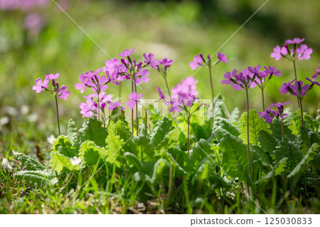 春天裡透射光下美麗的粉紅色櫻花 4 春天裡透射光下美麗的粉紅色櫻花 4 125030833