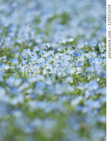 blue flower blue flower 125031039