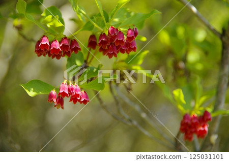 Enkianthus campanulatus flowers in the Nasu Highlands Enkianthus campanulatus flowers in the Nasu Highlands 125031101