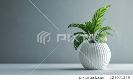 Modern Green Plant in White Textured Pot Against Gray Wall 125031259