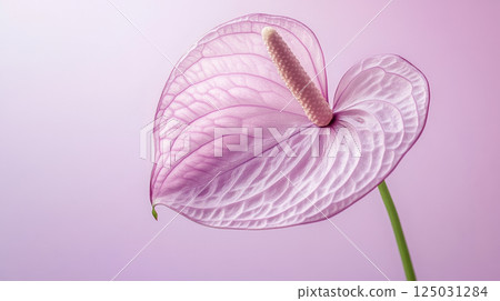 Elegant Anthurium Flowers with Vibrant Backgrounds 125031284