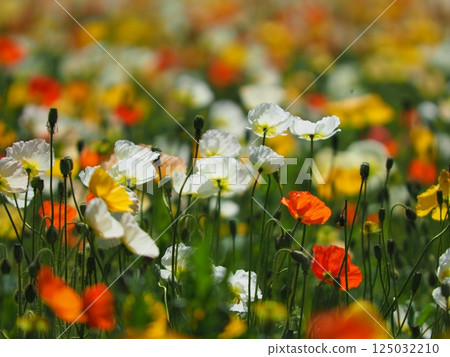 White poppy flowers blooming in a spring flowerbed 125032210