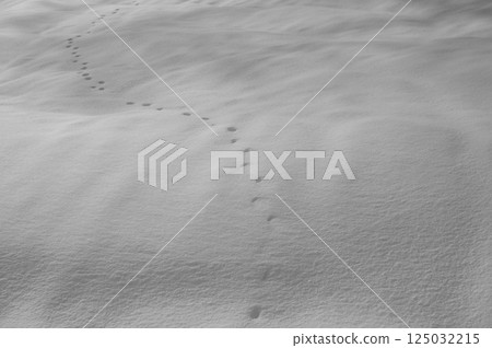 Silky snow fields and animal footprints [Nagano Prefecture] 125032215