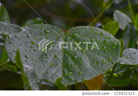 Water droplets on the leaves of the beach rose after the rain 125032323