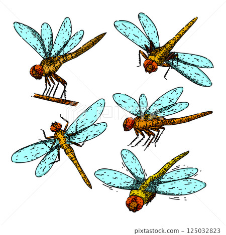 dragonfly set sketch hand drawn vector 125032823