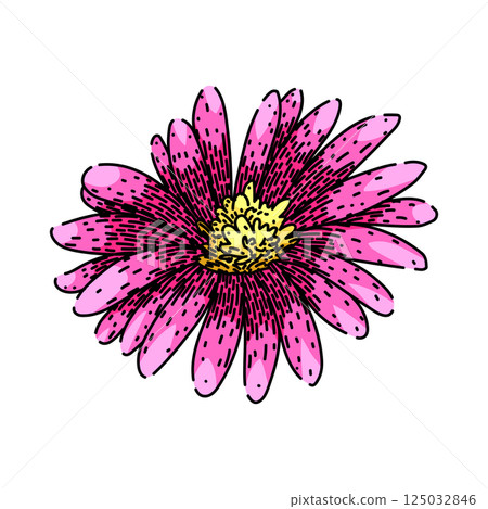 flower aster sketch hand drawn vector 125032846