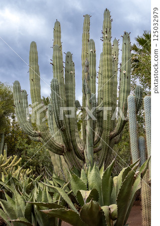 Cactuses in Crocodile Park, Aguimes, Spain Cactuses in Crocodile Park, Aguimes, Spain 125032979
