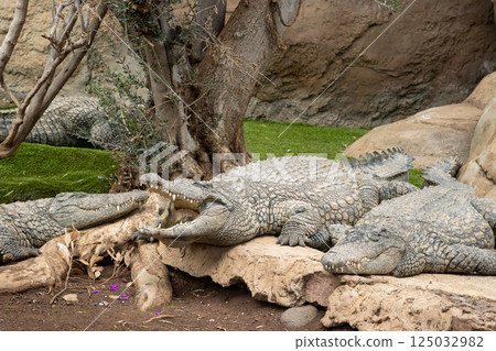 Crocodiles in a Rescue center, Aguimes, Gran Canaria Crocodiles in a Rescue center, Aguimes, Gran Canaria 125032982