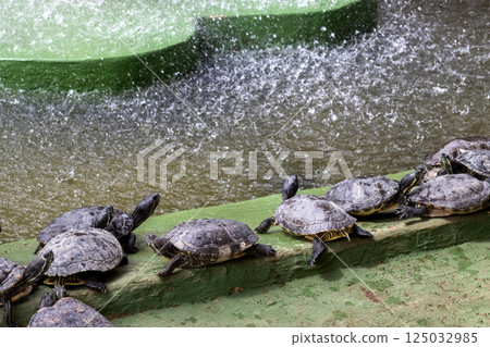 Turtles in a shunshine beside water, Spain 125032985