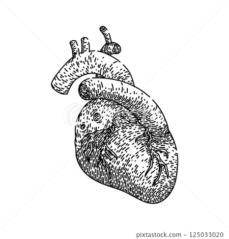 heartbeat heart sketch hand drawn vector 125033020