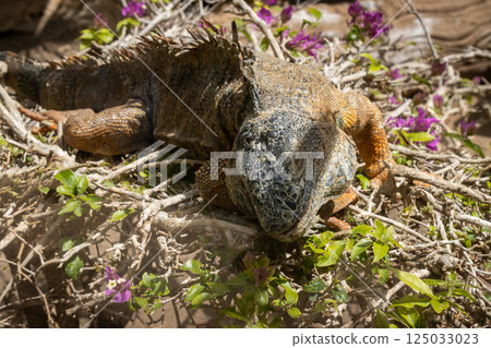 Iguana in a rescue park, Aguimes, Gran Canaria, Spain Iguana in a rescue park, Aguimes, Gran Canaria, Spain 125033023