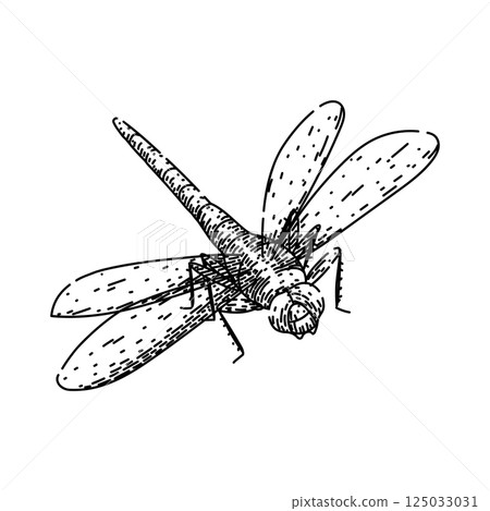 insect dragonfly sketch hand drawn vector 125033031