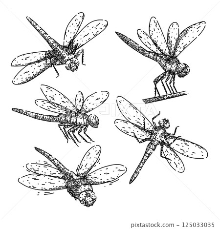 dragonfly set sketch hand drawn vector 125033035