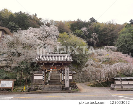 Yamanashi Prefecture, Cherry blossoms blooming at Kyoenbo in March 125033052